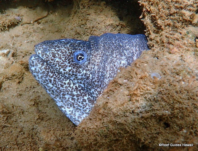 Images Reef Guides Hawaii