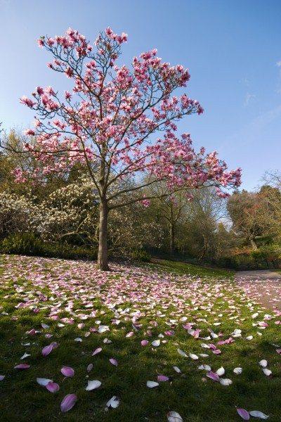 Magnolia Landscapes & Designs Photo