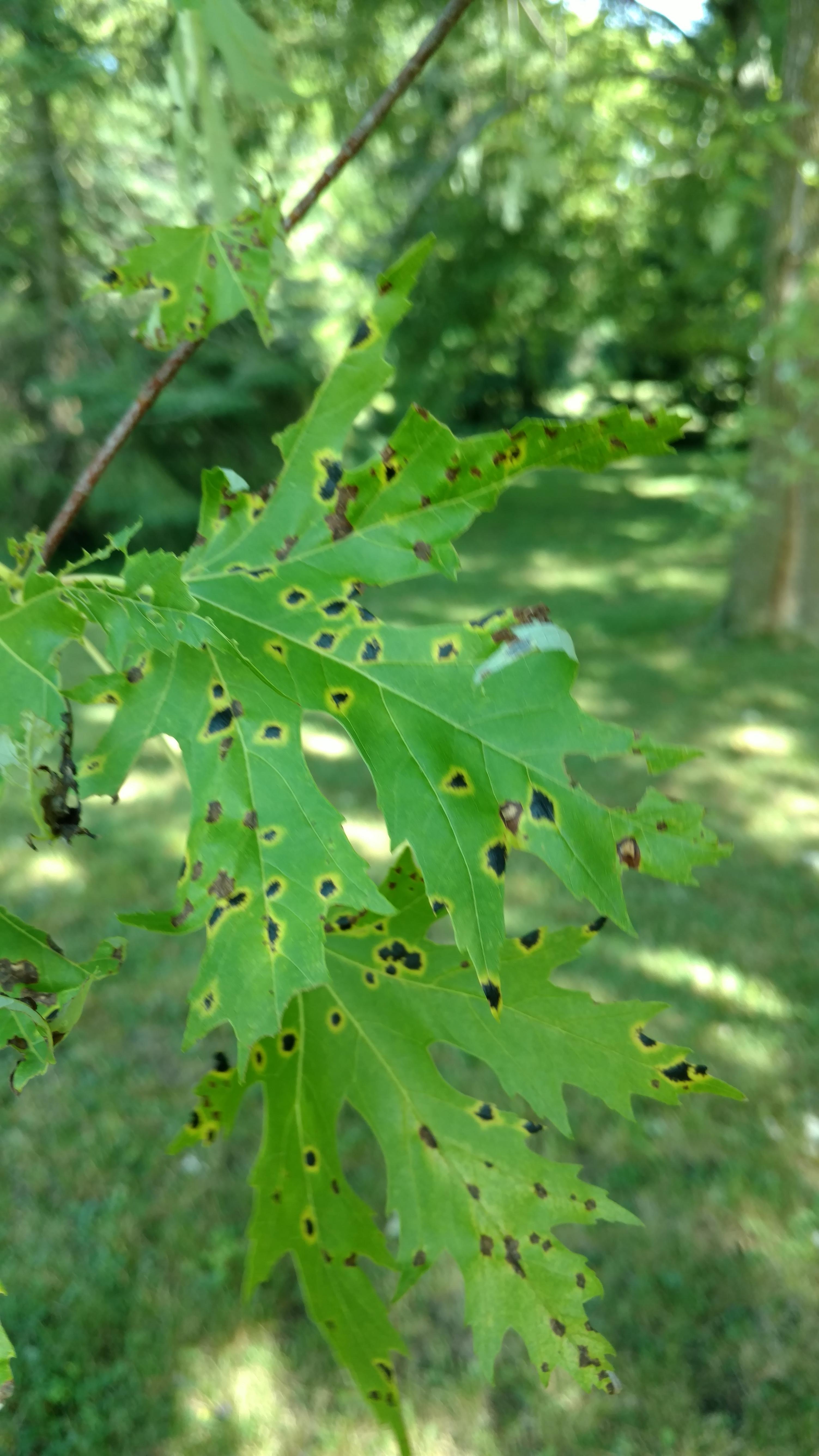 New Beginning Tree Service Company Image