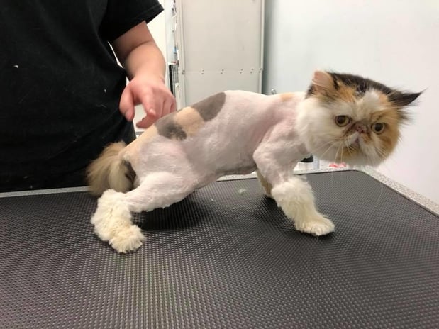 Images Grooming Haven