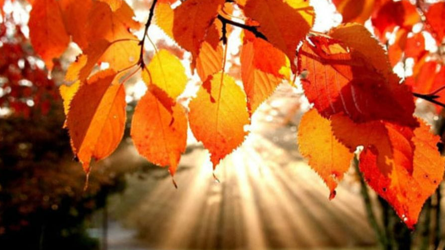 ALPHA TREE CARE LLC Image