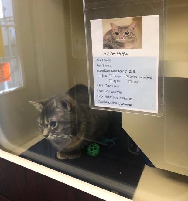 Images Fairfield Area Humane Society