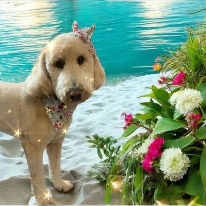 Beg-N-Bark