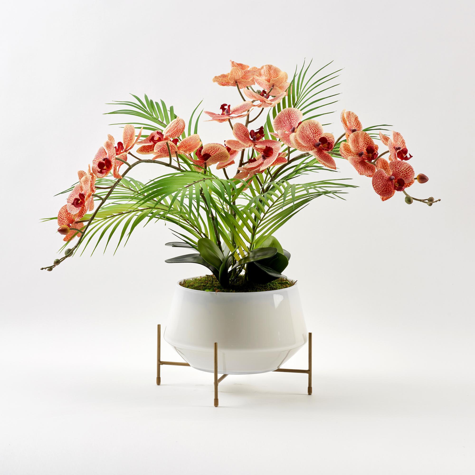 Phael Orchids in Parson Planter