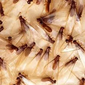 Termite and Pest Control