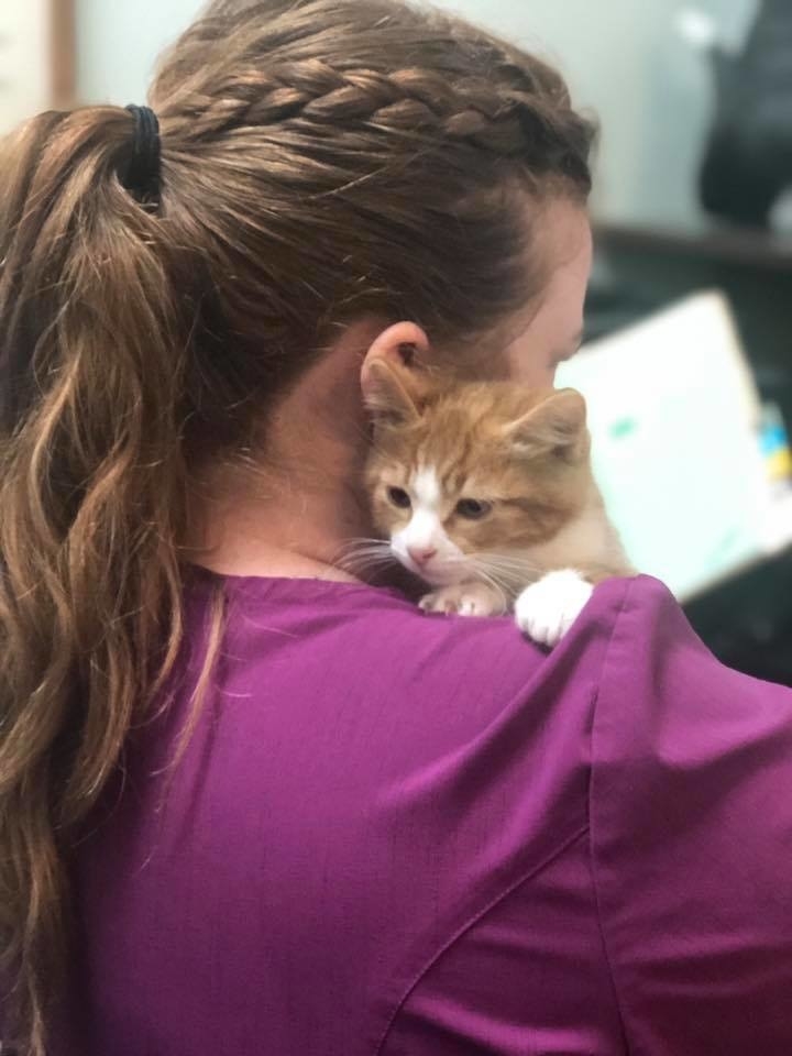 ritson veterinary clinic