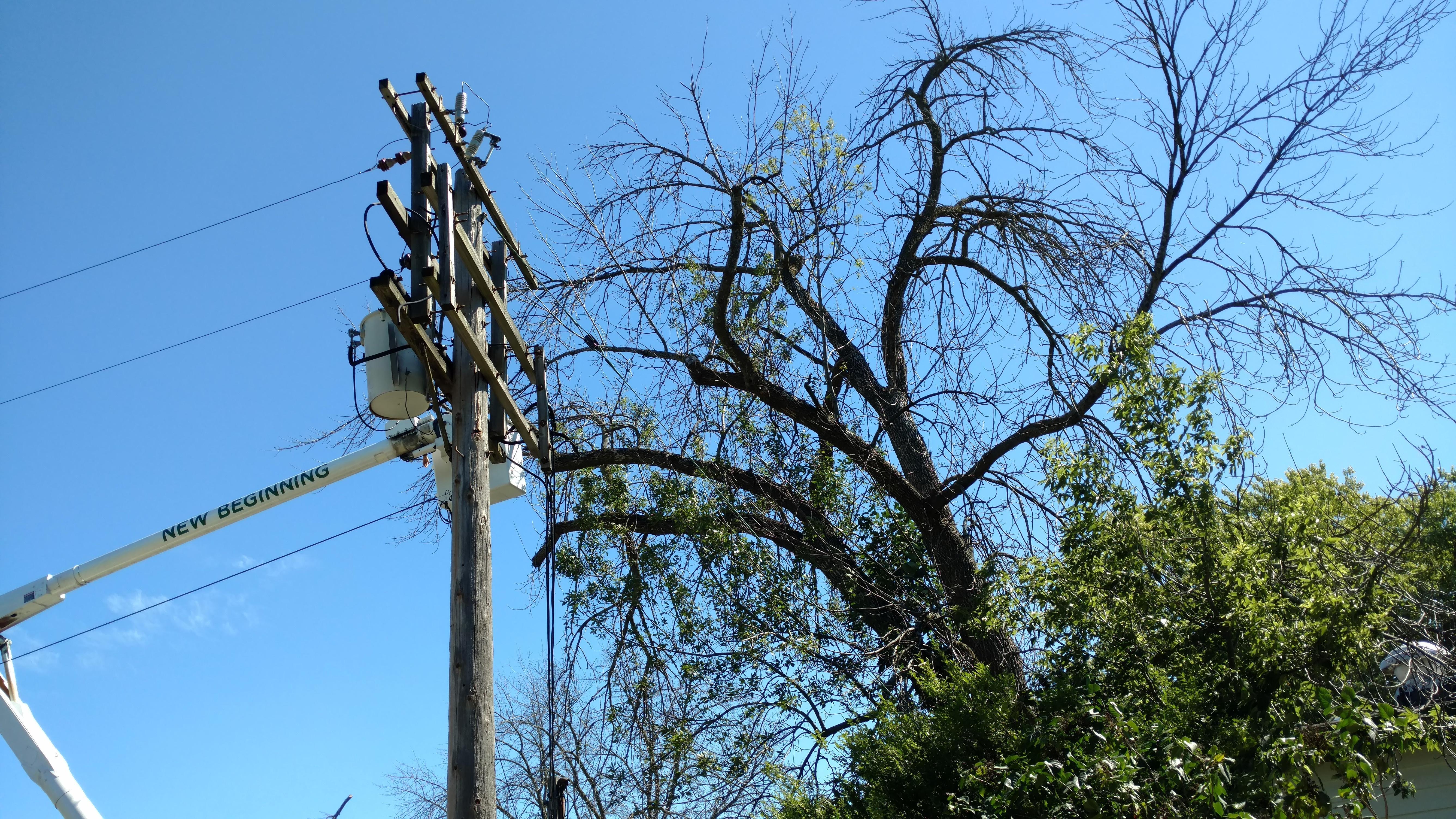 New Beginning Tree Service Company Logo