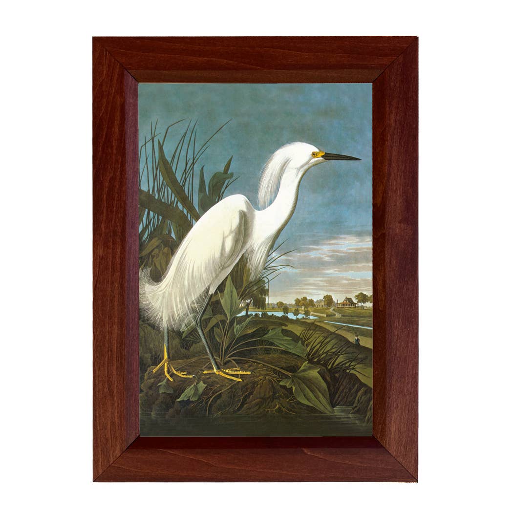 Snowy Egret Print Behind Glass in Solid Wood Frame