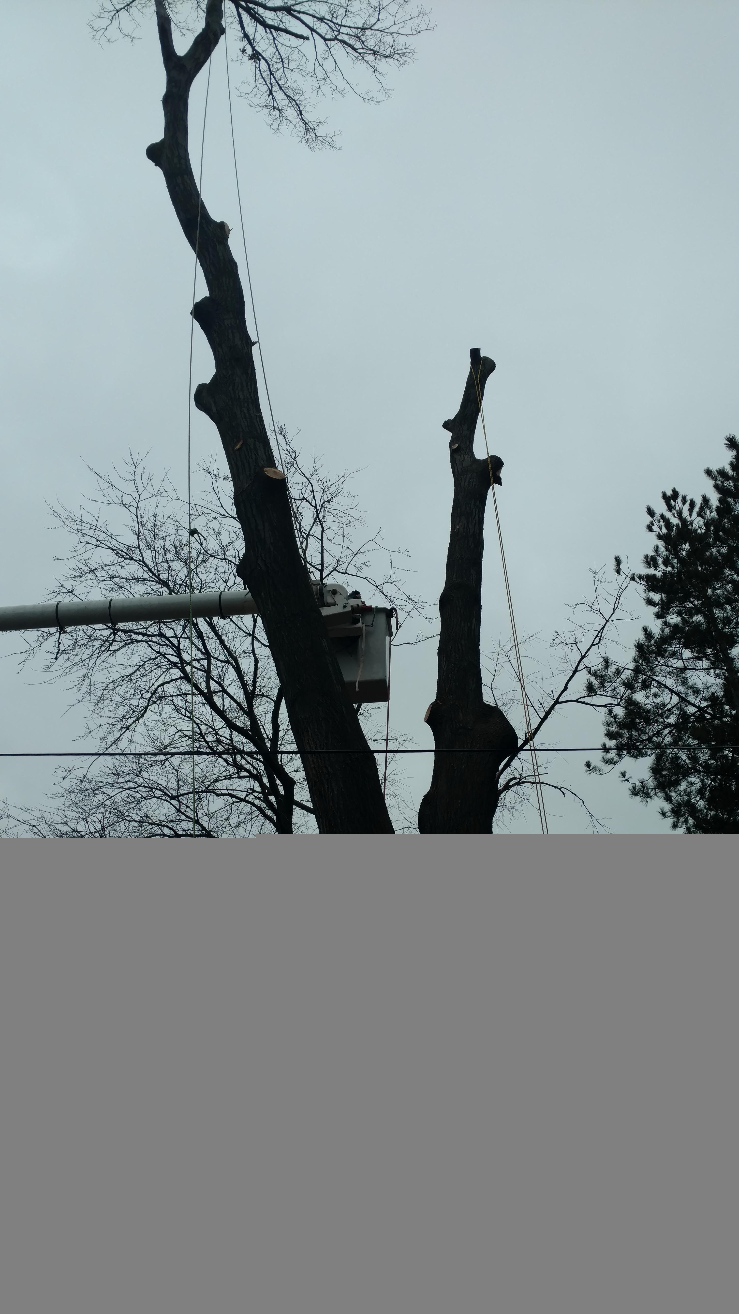 New Beginning Tree Service Company Image