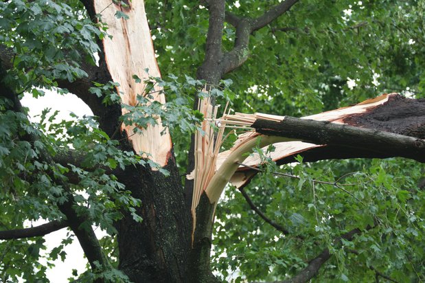 Images Ultimate Lawn Care & Tree Division