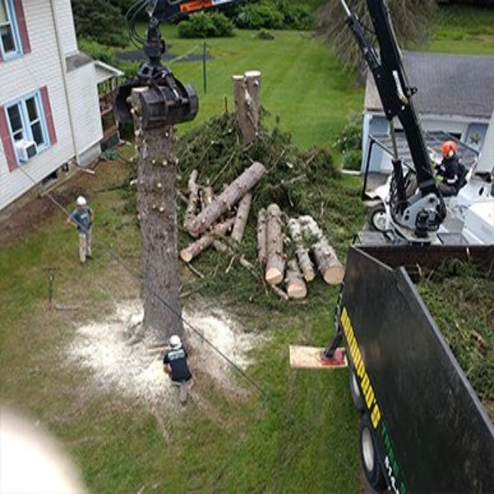 Arbor Pro's Tree Service Image