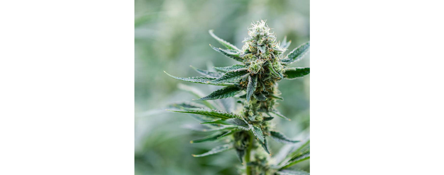 Verona Collective Image