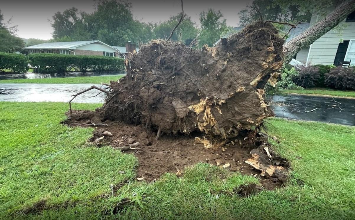 Big Woody's Tree Service Image