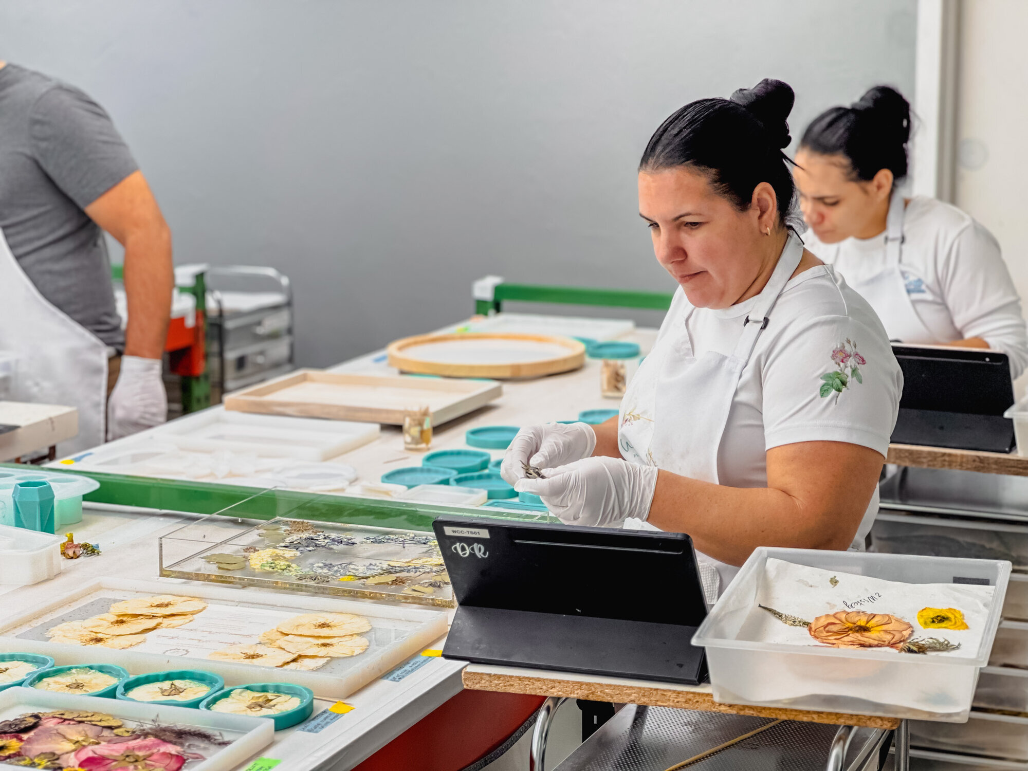 Wild Coast Flower Preservation Image