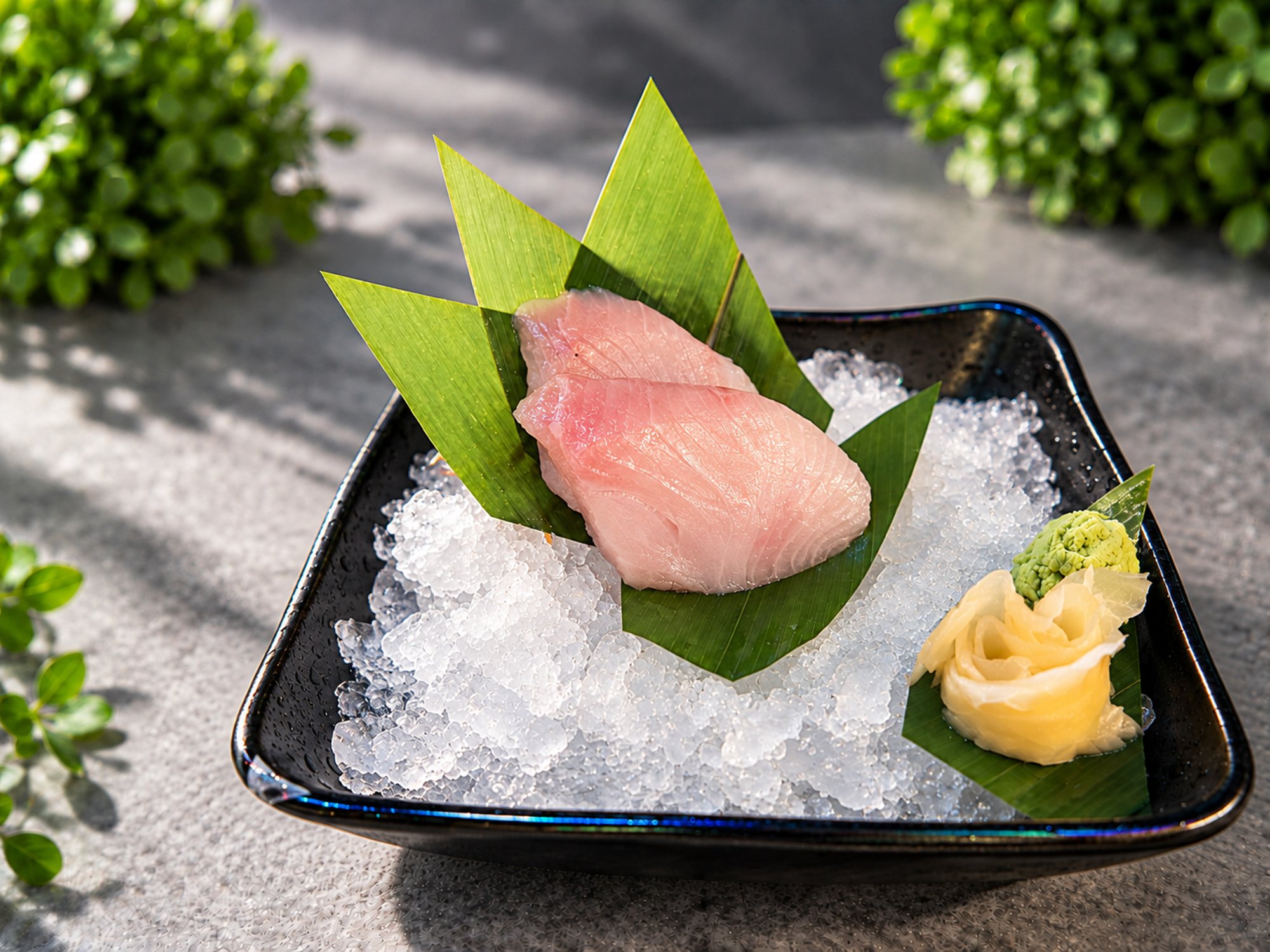 Hamachi Sashimi