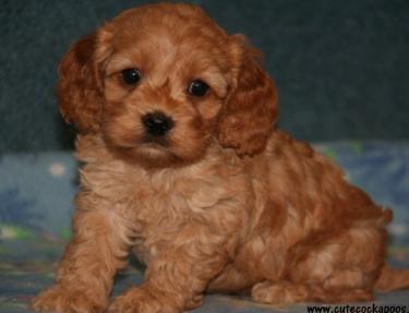 Cute Cockapoos Image