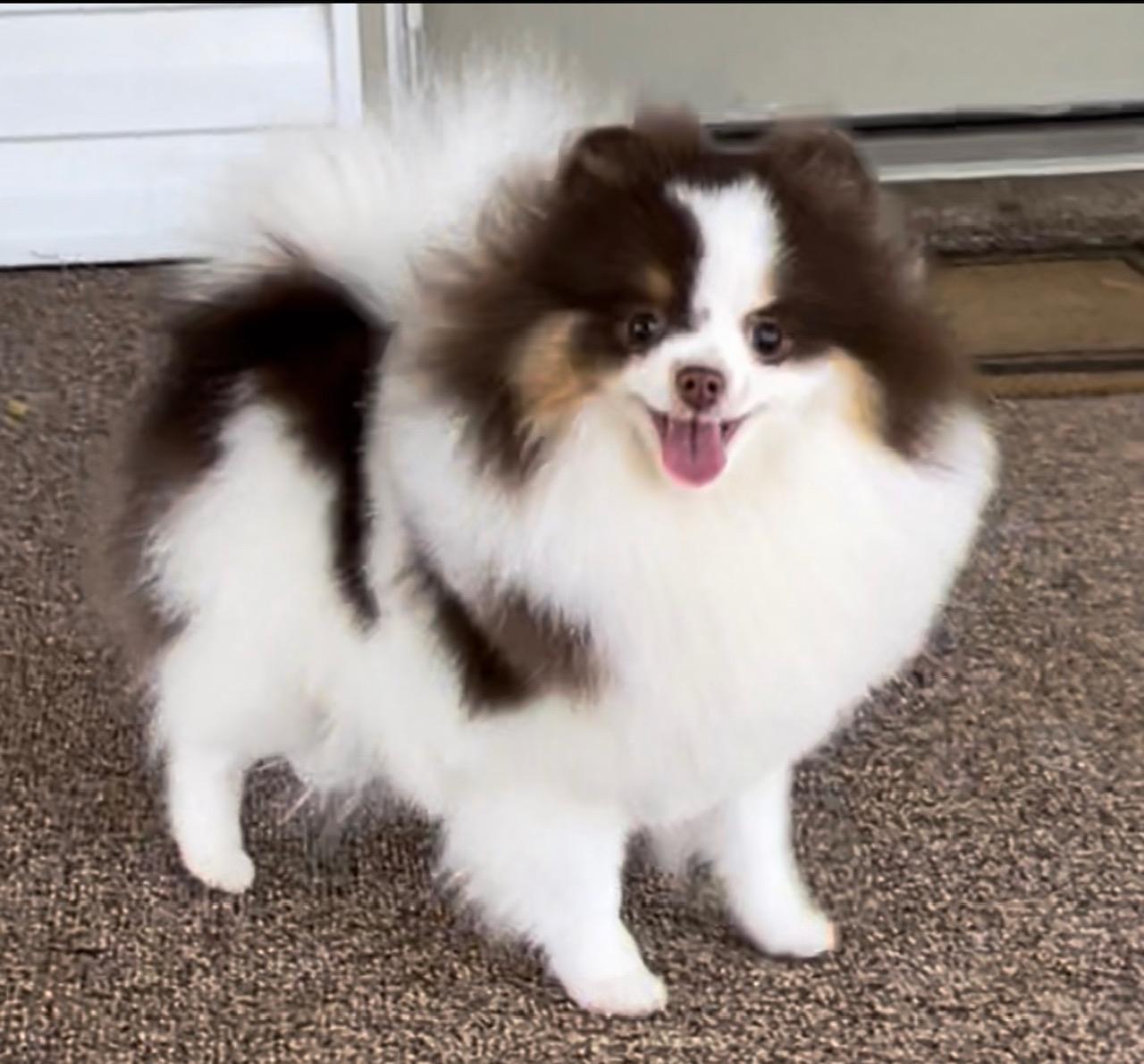 Belle House Pomeranians Image