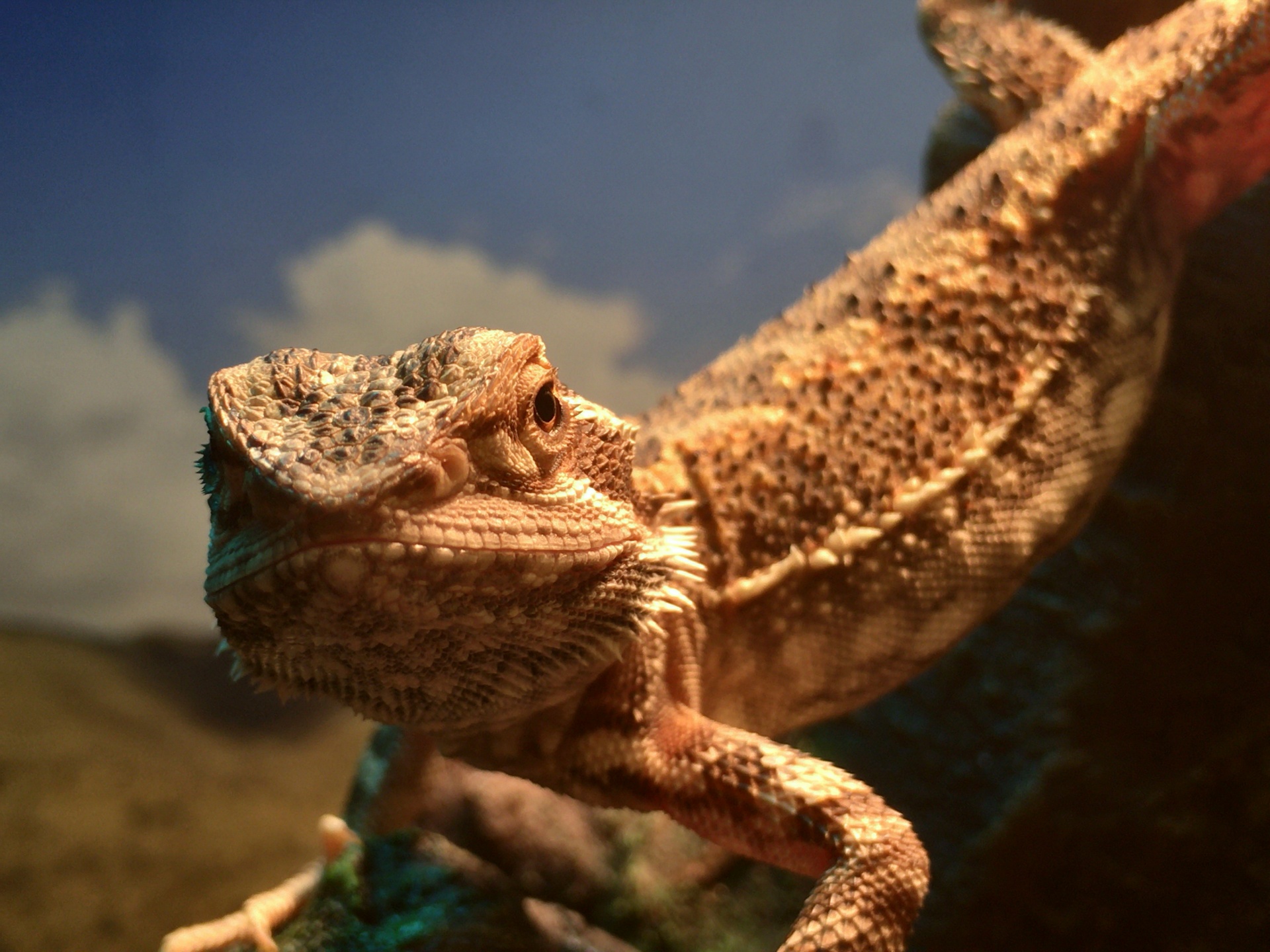 Reptile Vitamins & Supplements