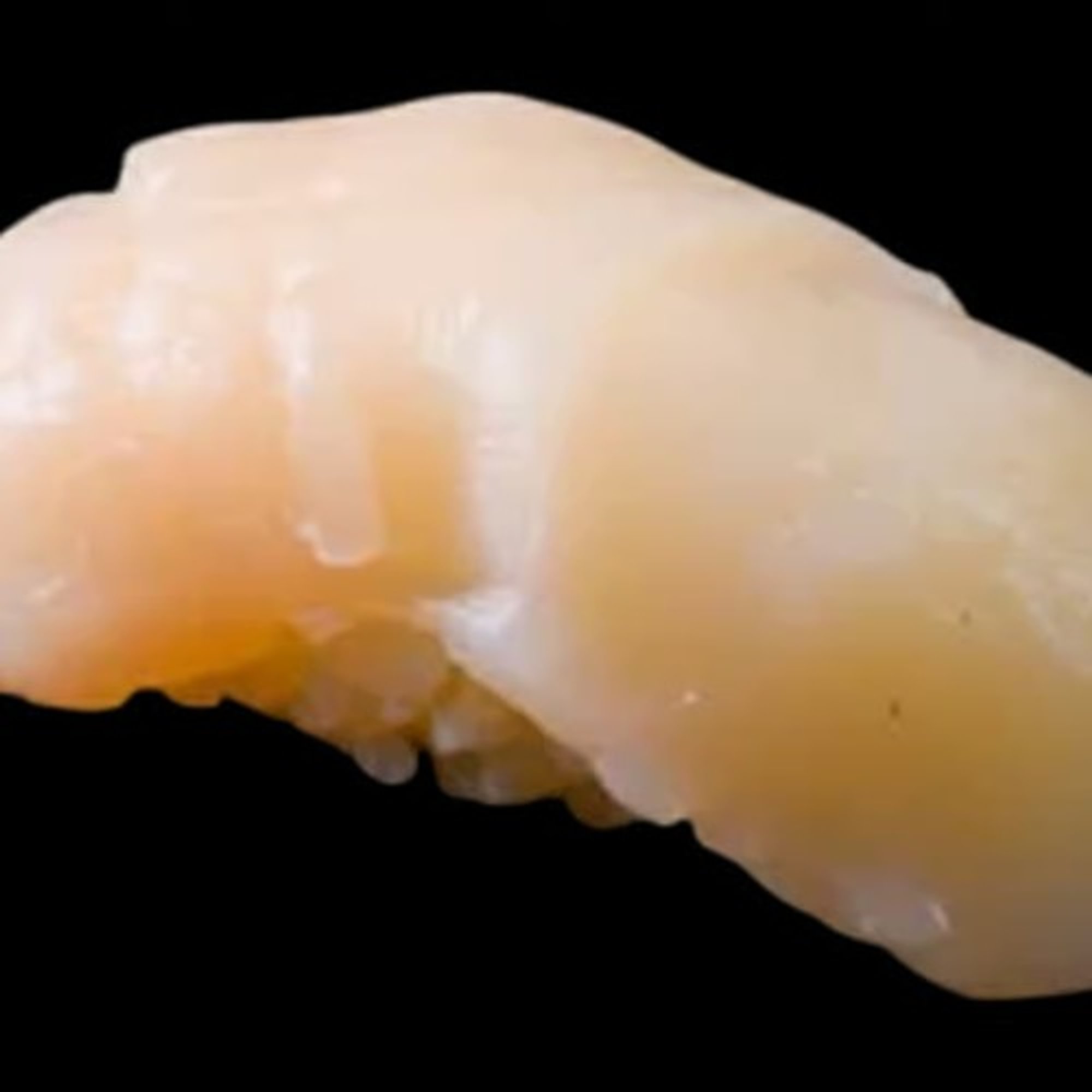 Scallop