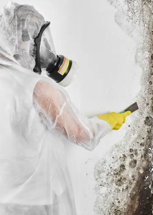 Mold Removal & Remediation