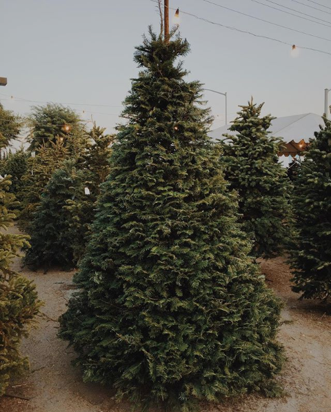 Sonshine Christmas Trees