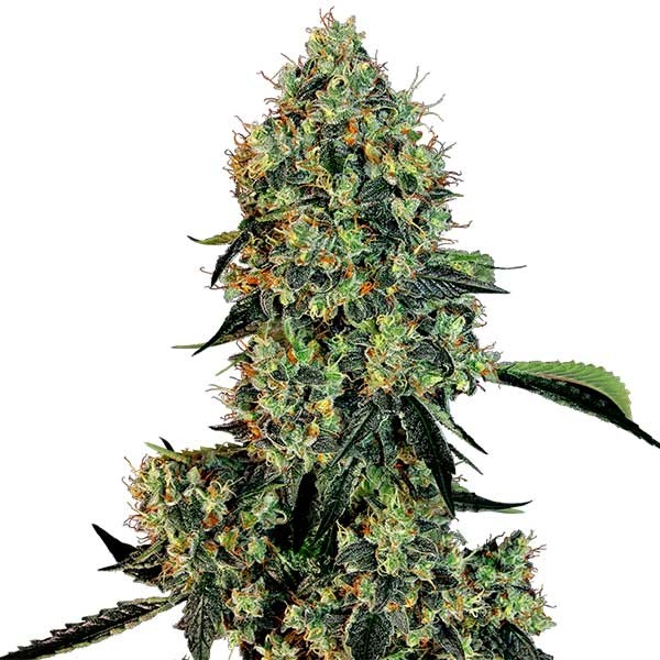 Light cannabis flowers – premium quality, unique aromas, and natural CBD