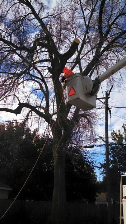 New Beginning Tree Service Company Image