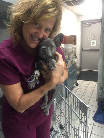 Images Veterinary Emergency Service