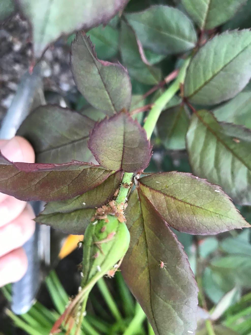 Capital Arborists, Inc. Image