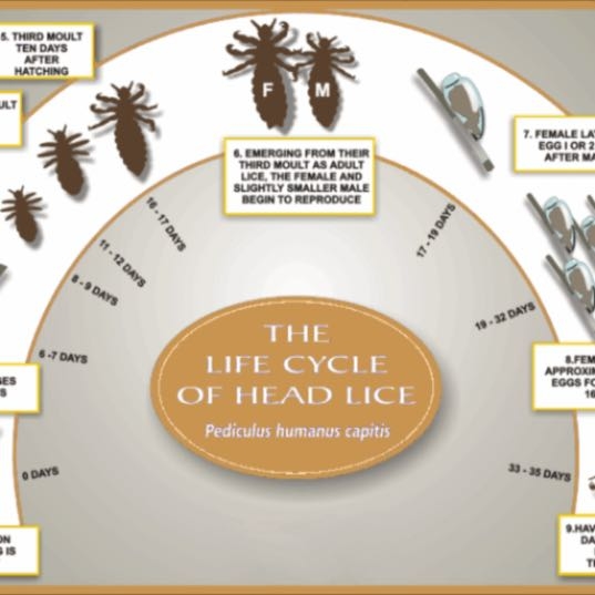We STOP the cycle-- killing nits and lice in ONE easy treatment without toxic chemicals or pesticides. Call us today for an appointment!