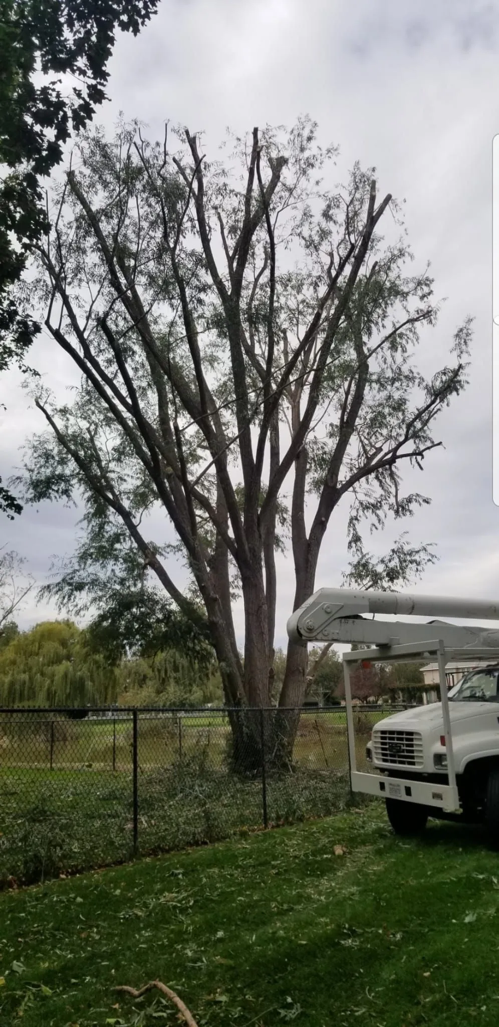 Supreme Tree Service Image