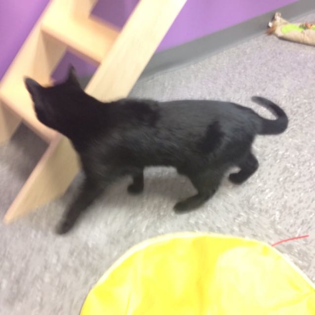 Whiskers on Kittens Boarding Image