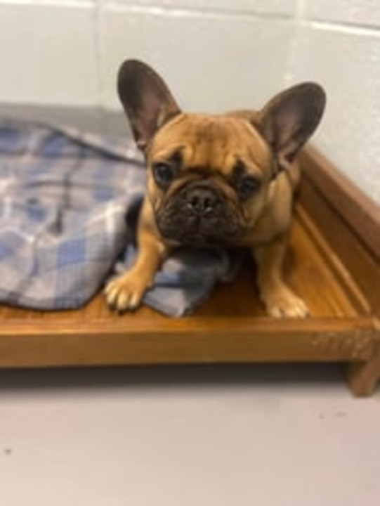 Coastal Pet Resort LLC Image