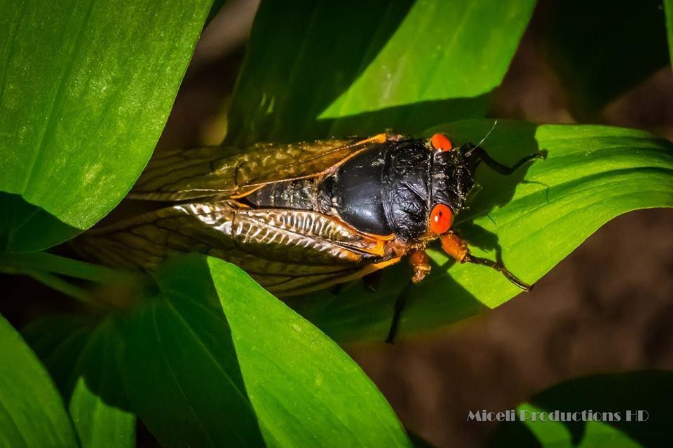 Cicadas in Connecticut. Photo copyright Miceli Productions. http://MiceliProductions.com