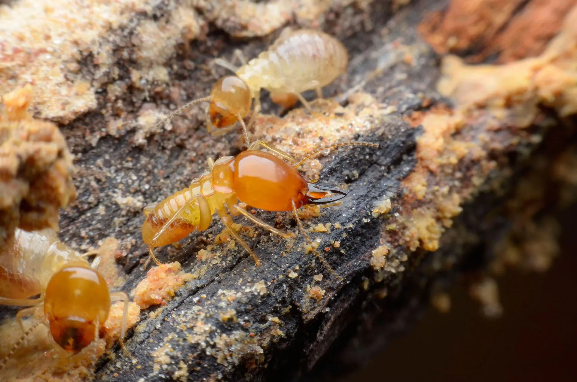 Termite and Wood-Destroying Insect Control
