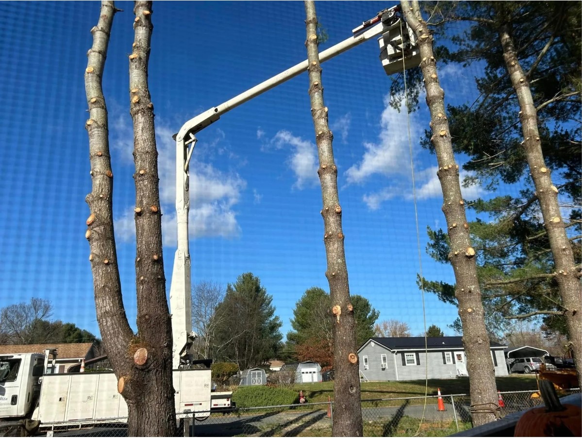 Love Mtn Treescape Services Image