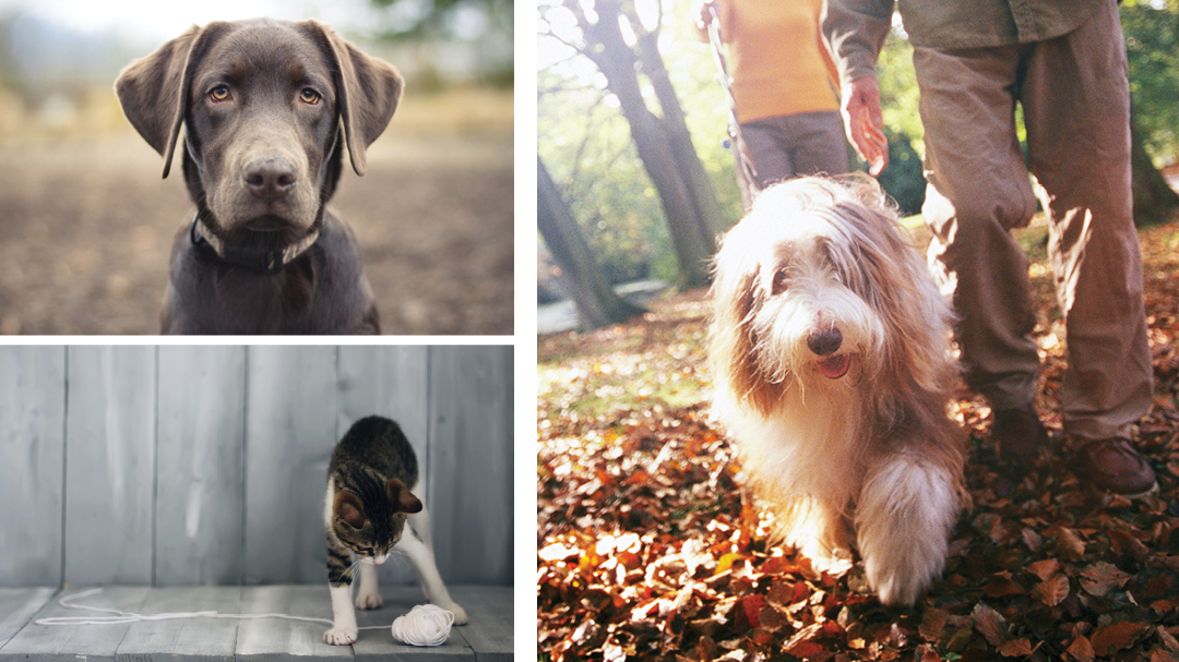 South Putnam Animal Hospital