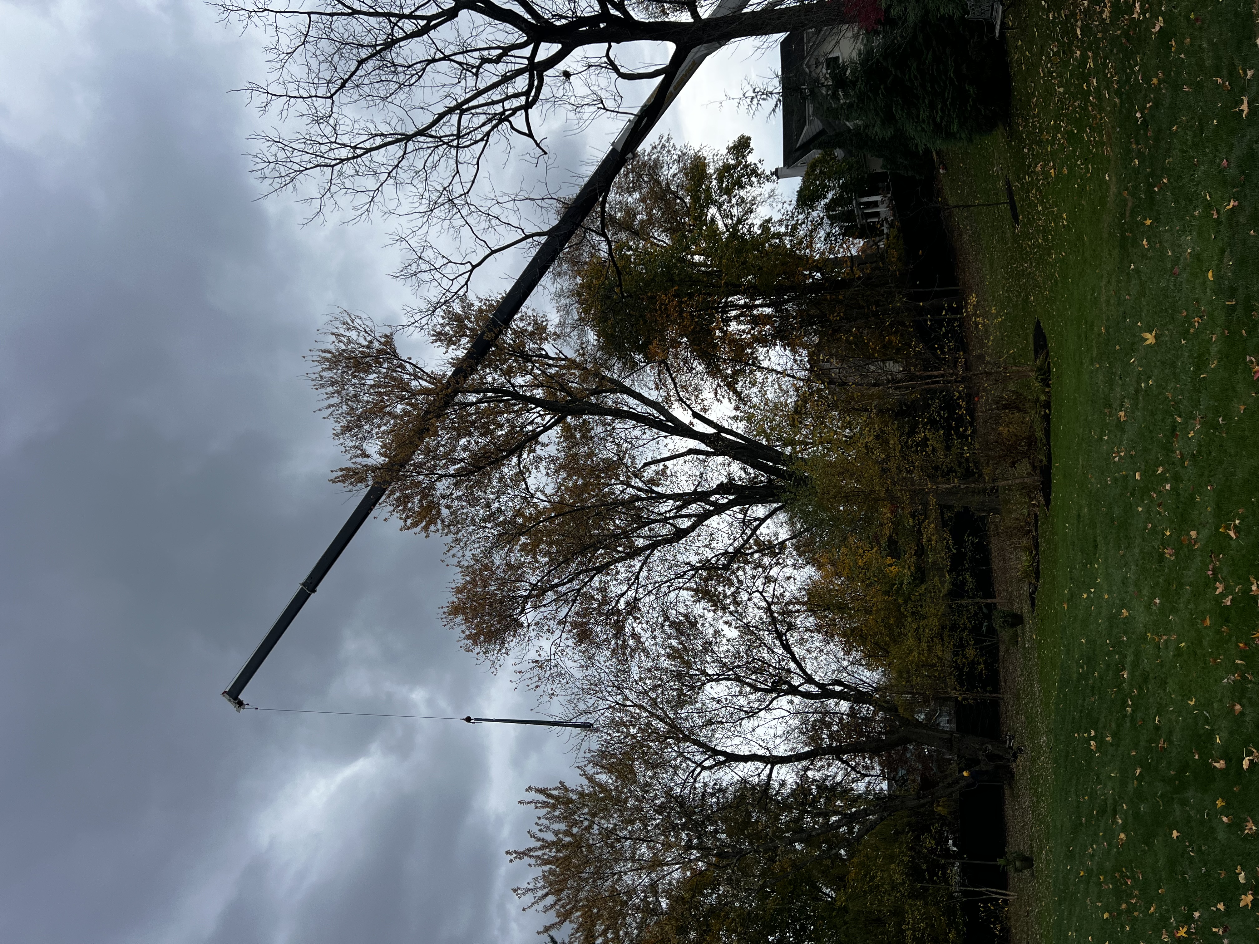 Second Nature Tree LLC Logo