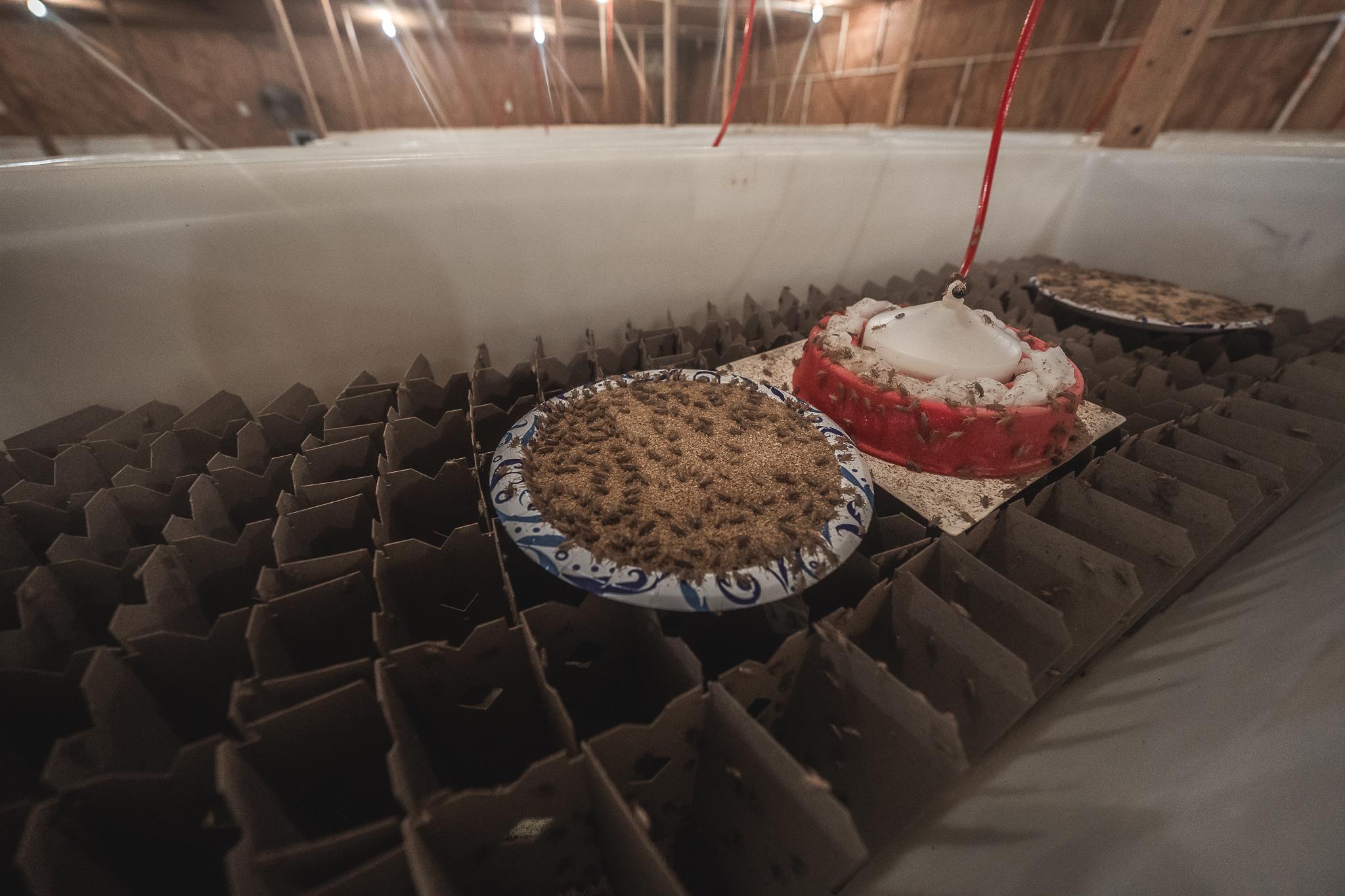 Carolina Crickets Image