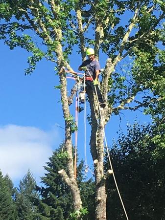 Images Tim's Tree Removal And Services LLC