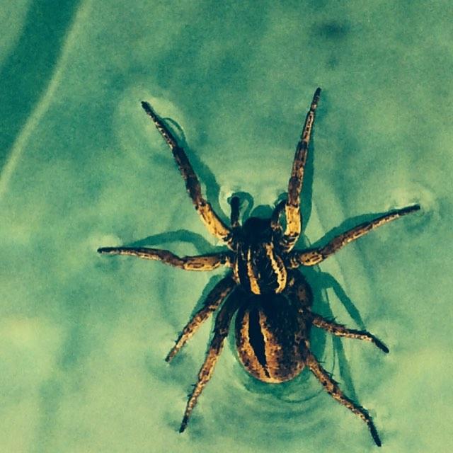 Patriot Pool & Spa Image