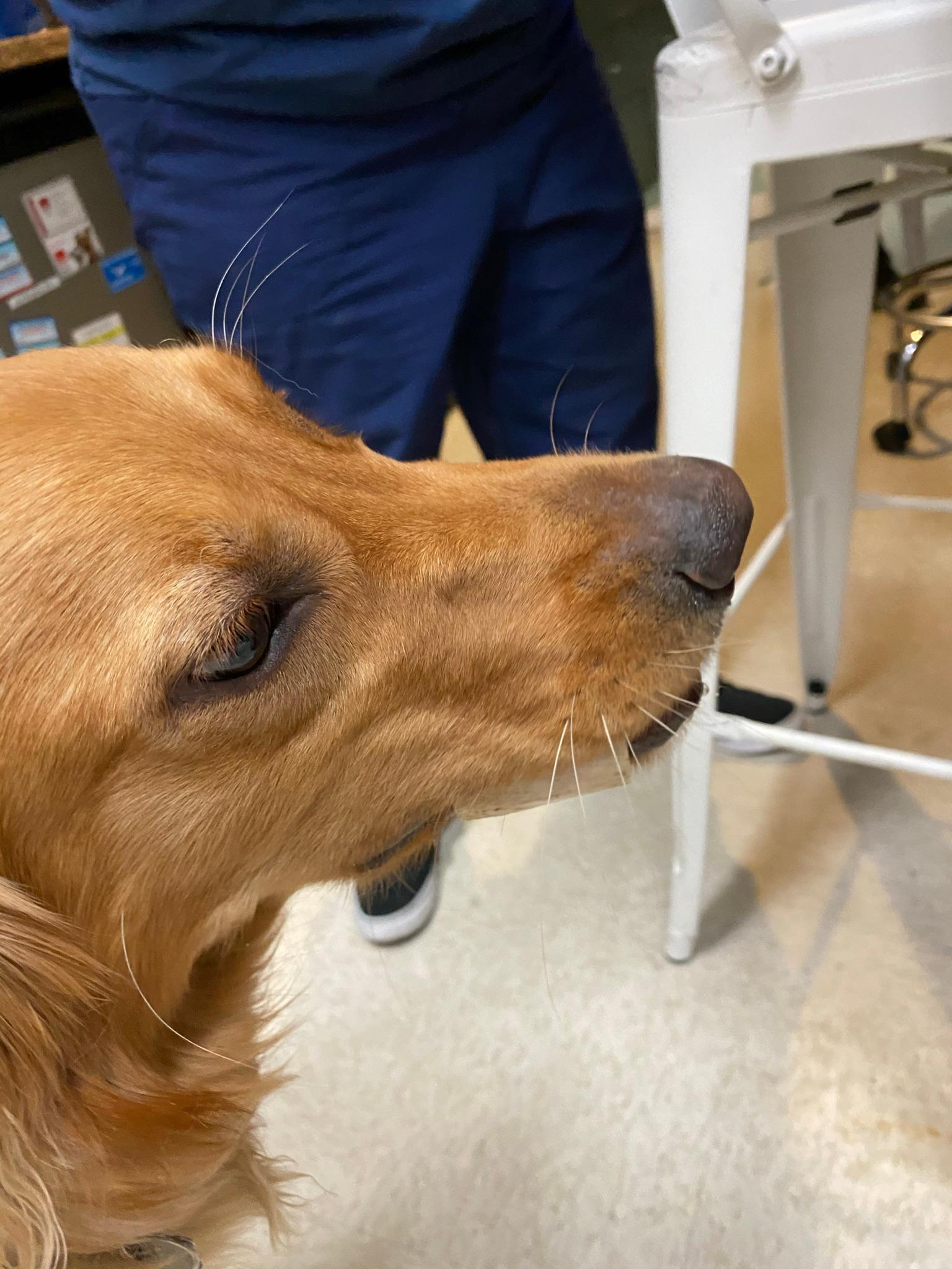 Encino Pet Hospital and Emergency