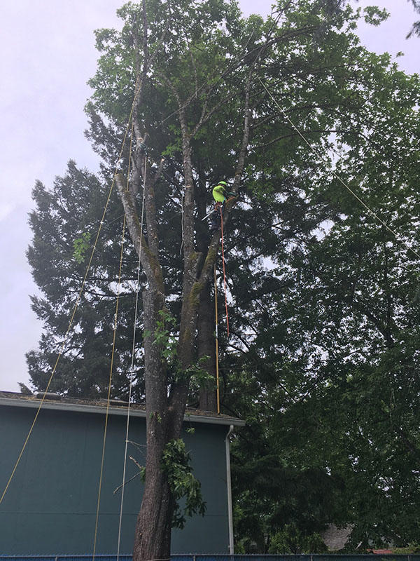 Images Tim's Tree Removal And Services LLC