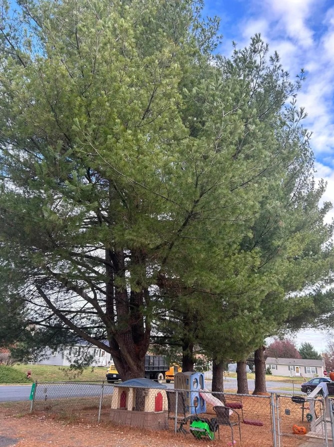 Love Mtn Treescape Services Image