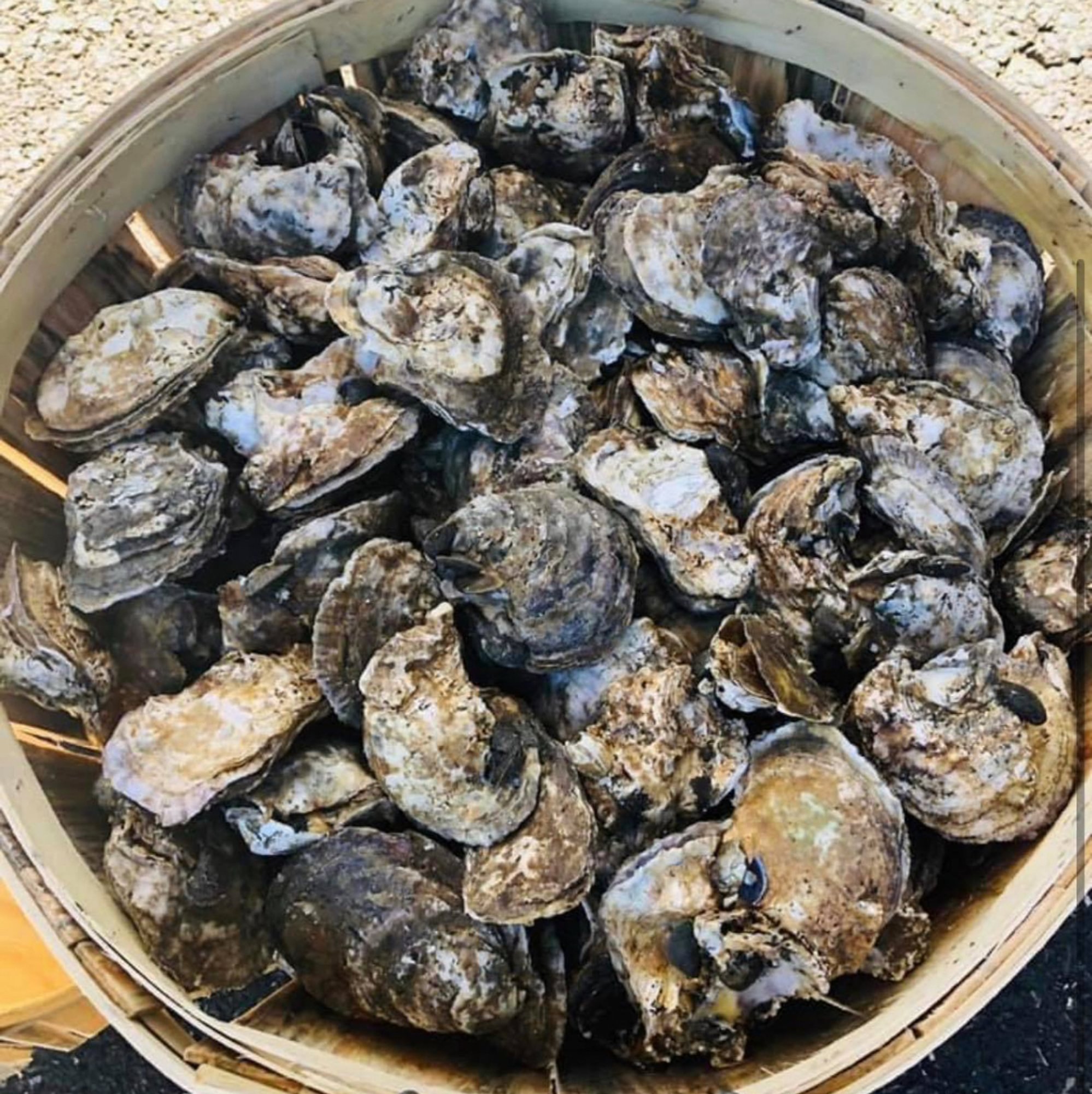 Fresh Oysters (Full Bushel)