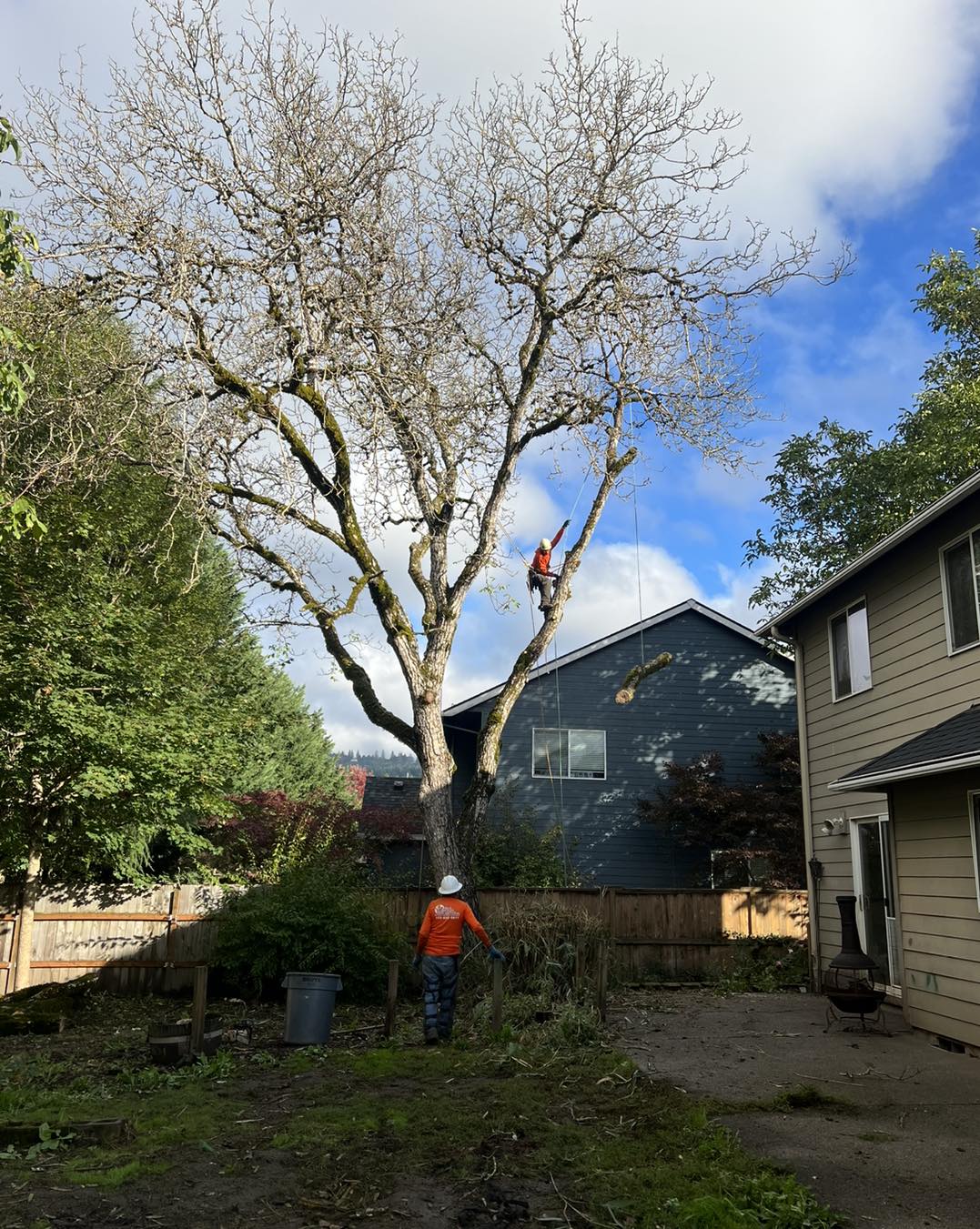 Alex's Quality Tree Service Image