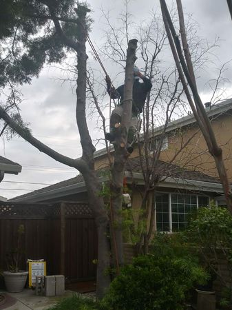 Tree service in San Jose, CA. Tree service in San Jose, CA.