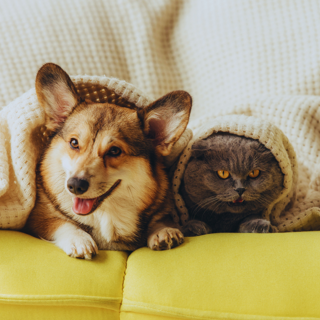 Adopt