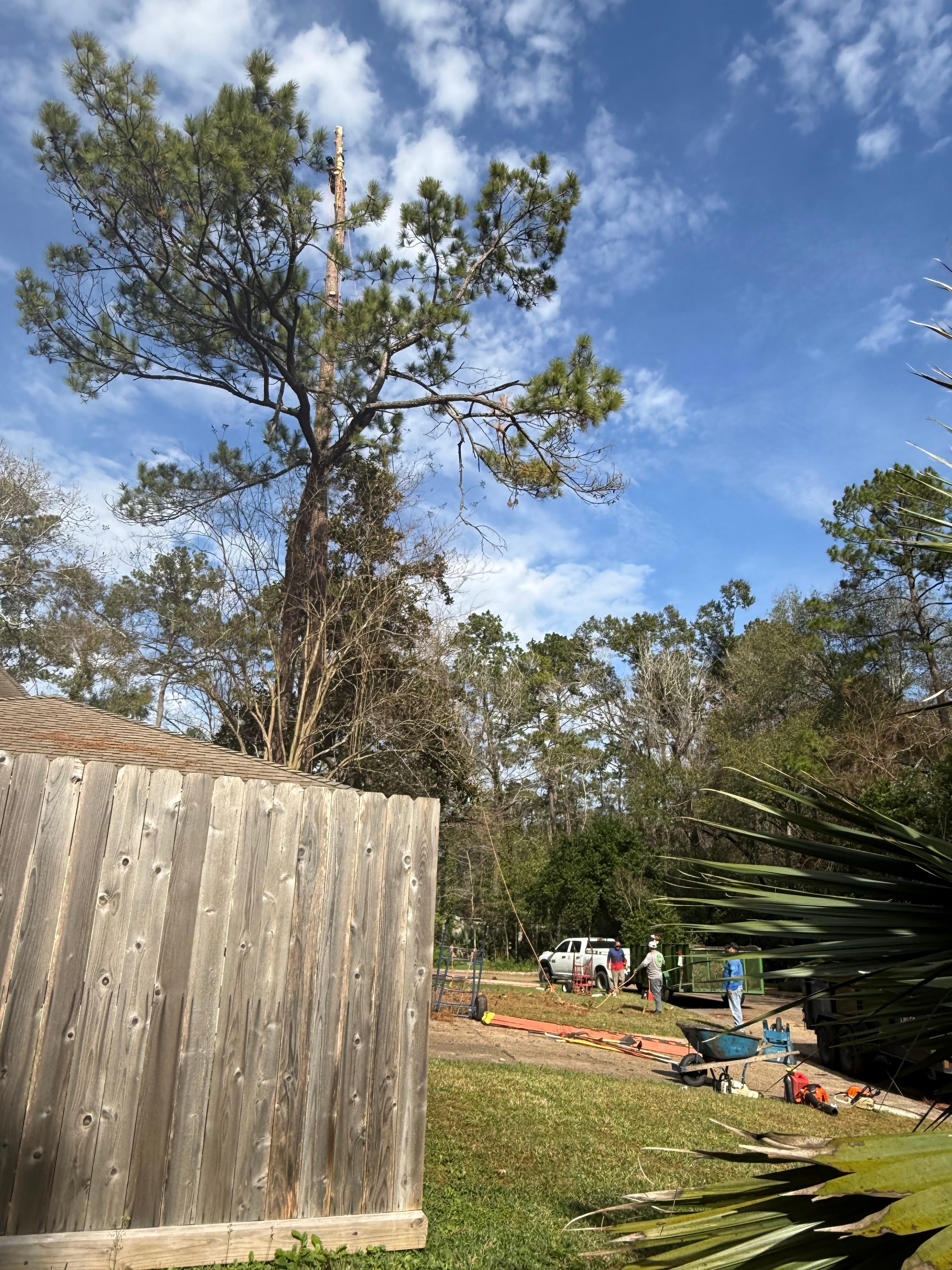 JJ Garcia Professional Tree Service Image