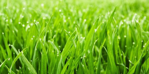 How to Reduce Your Carbon Footprint with Greener Lawn Care